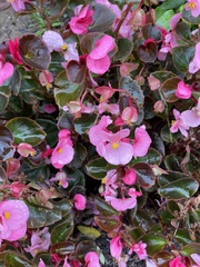 Begonia semperflorens-cultorum