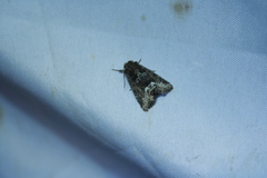 Oligia strigilis