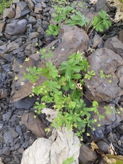 Potentilla thuringiaca
