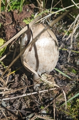 Macrolepiota mastoidea
