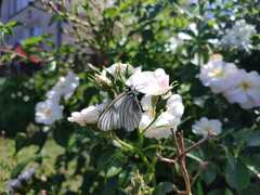 Aporia crataegi