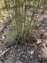 Andropogon virginicus