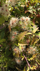 Clematis virginiana