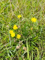 Scorzoneroides autumnalis