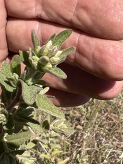 Brickellia cylindracea