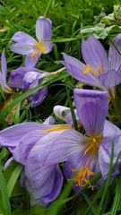 Crocus