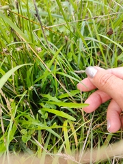 Scorzoneroides autumnalis