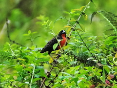 Leistes militaris