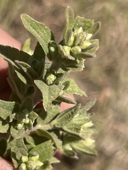 Brickellia cylindracea