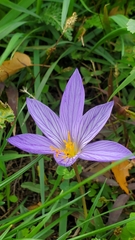 Crocus