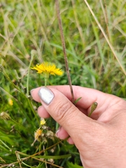 Scorzoneroides autumnalis