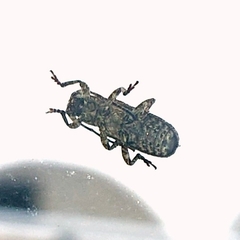 Polyphaga