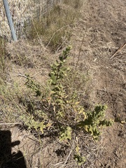 Brickellia cylindracea