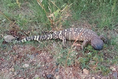 Heloderma exasperatum