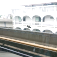 Polyphaga
