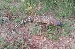 Heloderma exasperatum