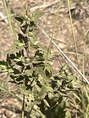 Brickellia cylindracea