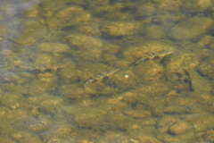 Hypentelium nigricans