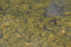 Hypentelium nigricans