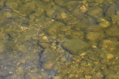 Hypentelium nigricans