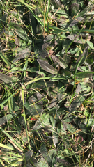 Pilosella officinarum