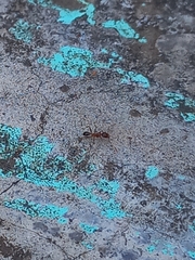 Pheidole coonoorensis