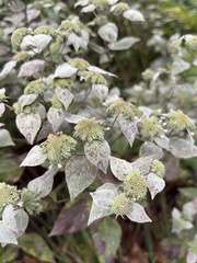 Pycnanthemum muticum