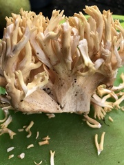 Ramaria rasilispora