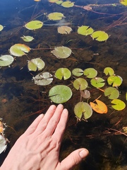 Nymphaea odorata odorata