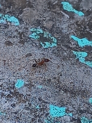 Pheidole coonoorensis