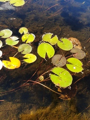 Nymphaea odorata odorata