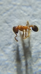 Pheidole coonoorensis