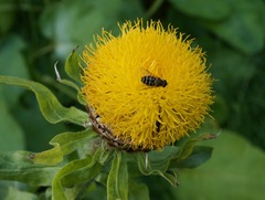 Syrphus