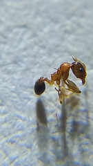 Pheidole coonoorensis