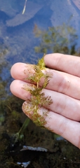 Utricularia macrorhiza