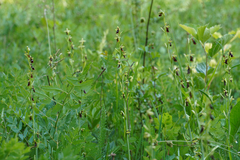 Ophrys insectifera