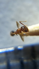 Pheidole coonoorensis