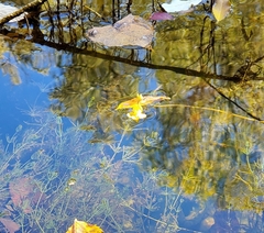 Utricularia macrorhiza