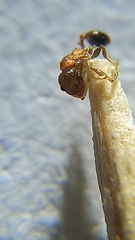 Pheidole coonoorensis