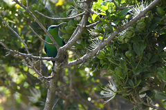 Nectarinia famosa famosa