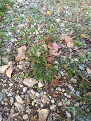 Eleusine tristachya