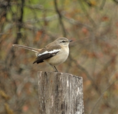 Mimus triurus