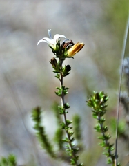 Wahlenbergia tenella