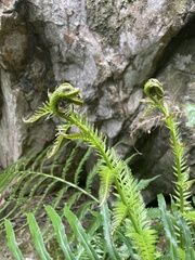 Blechnum capense