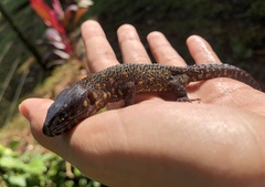 Lepidophyma flavimaculatum