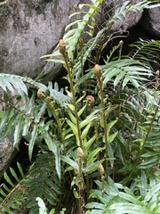 Blechnum capense