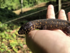 Lepidophyma flavimaculatum