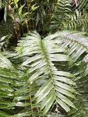 Blechnum capense