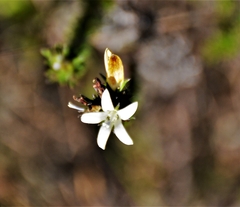 Wahlenbergia tenella