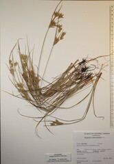 Cyperus schweinitzii